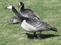 Branta leucopsis