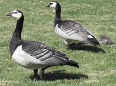 Branta leucopsis