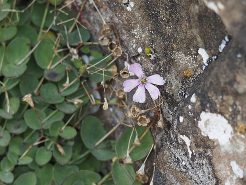 Petrocoptis (Petrocoptis pyrenaica)