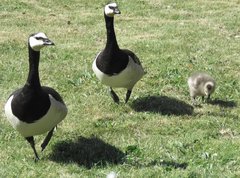 Branta leucopsis