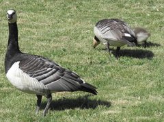 Branta leucopsis