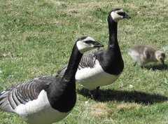 Branta leucopsis