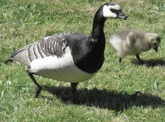 Branta leucopsis