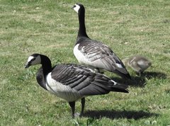 Branta leucopsis