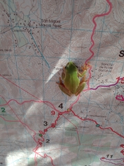 Hyla euphorbiacea