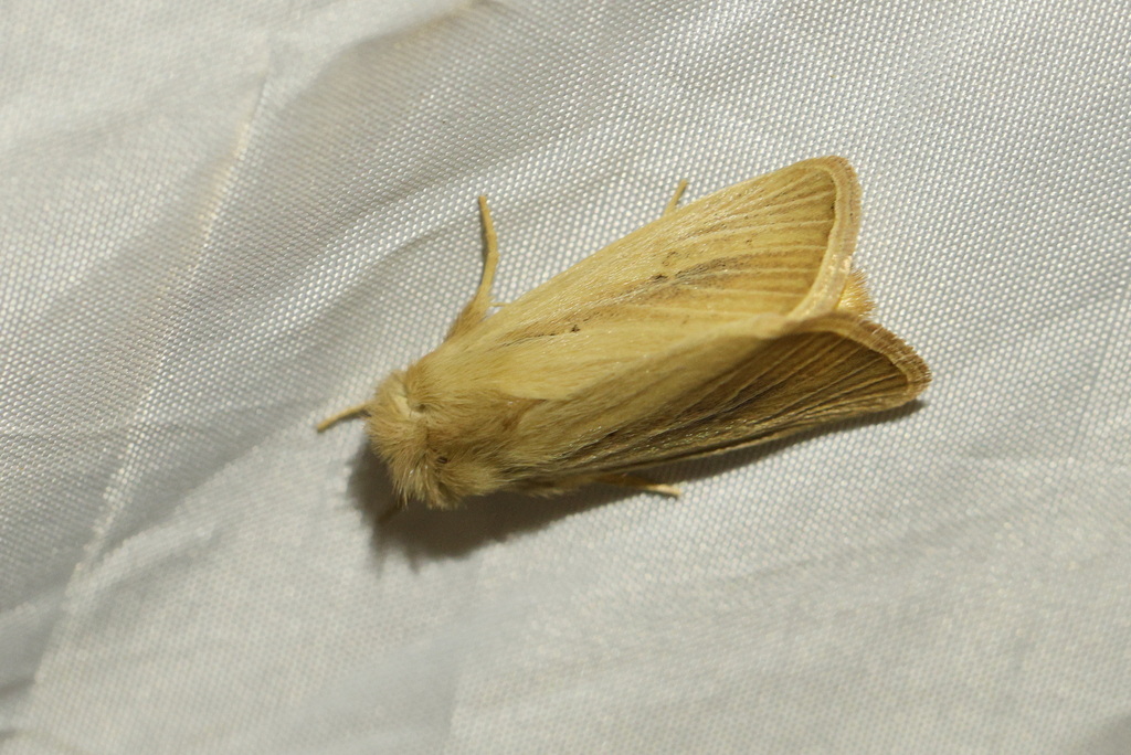 Sesamia cretica