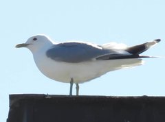 Larus canus
