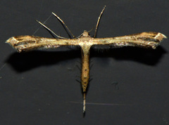 Stenoptilodes taprobanes