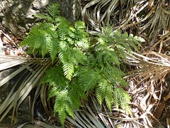 Pteris microptera