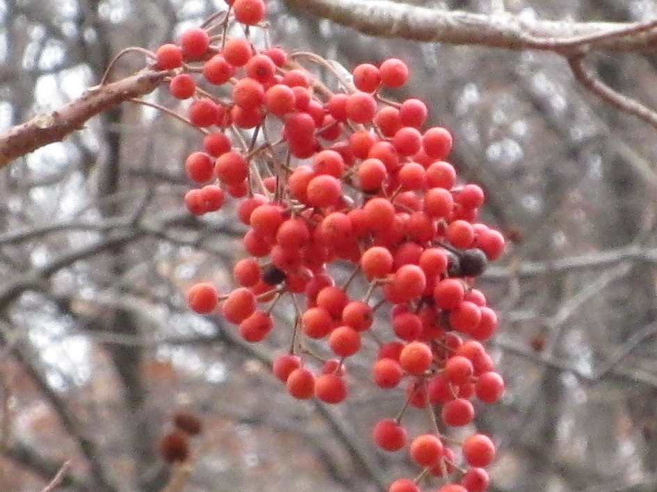 Wonder tree (Idesia polycarpa) - Botanical Realm