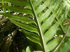 Pteris microptera