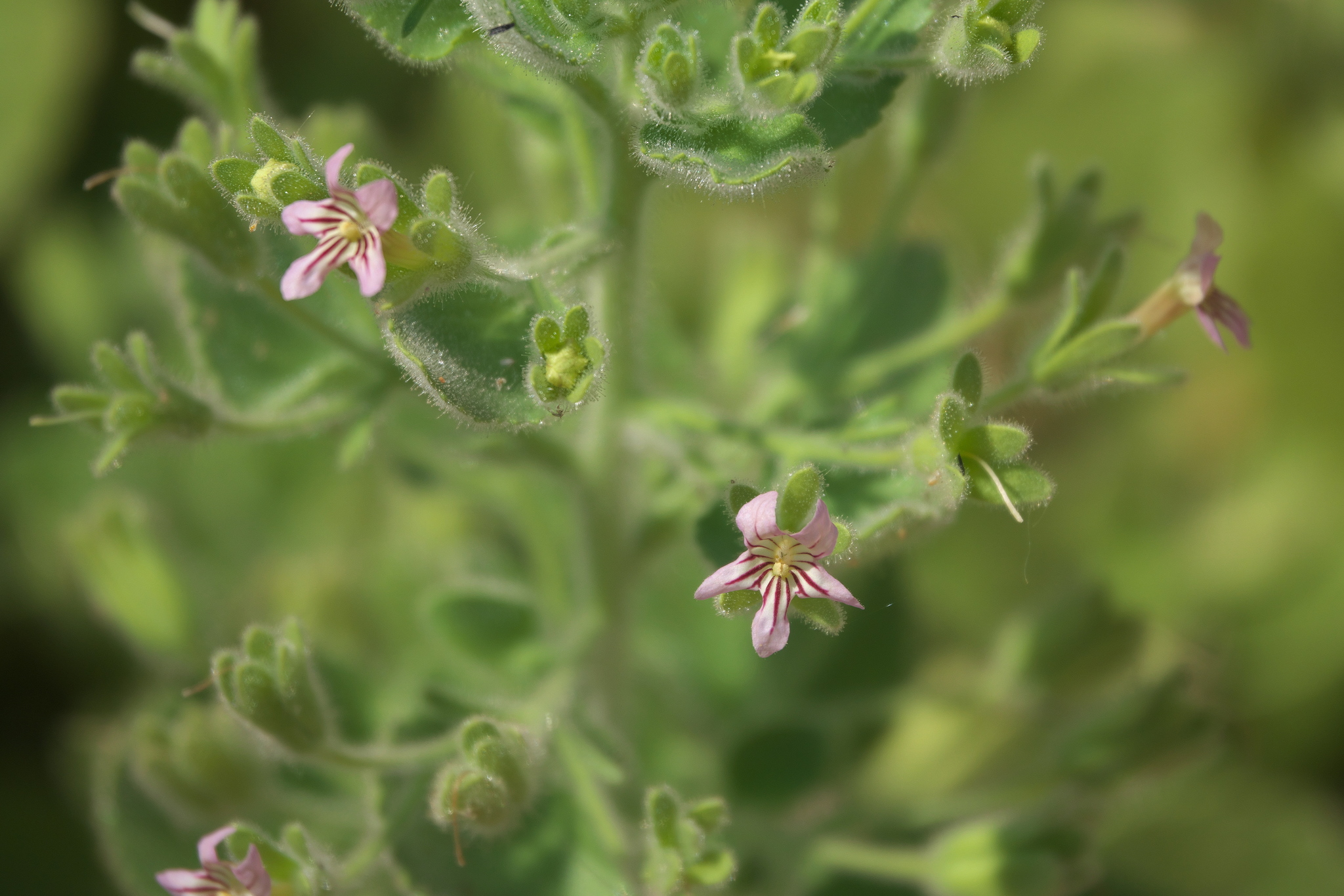 Camptoloma rotundifolium