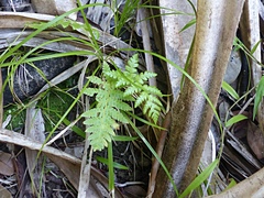 Cyathea cooperi