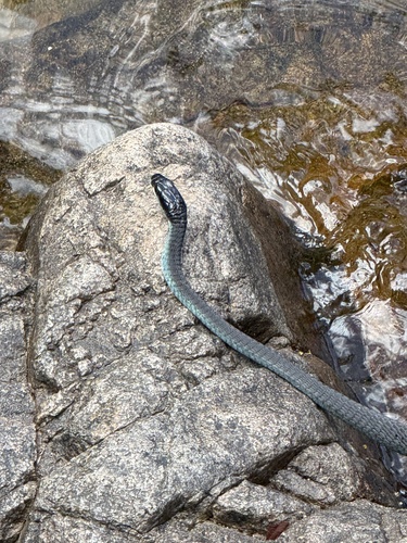 Common Tree Snake sighting