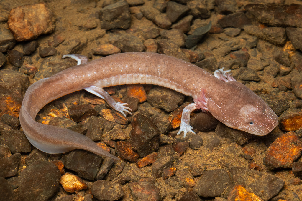 Berry Cave Salamander