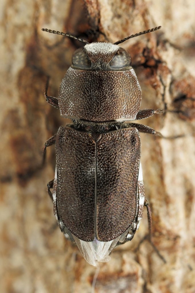 Brachelytrium waterbergense