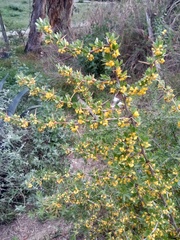 Berberis boliviana