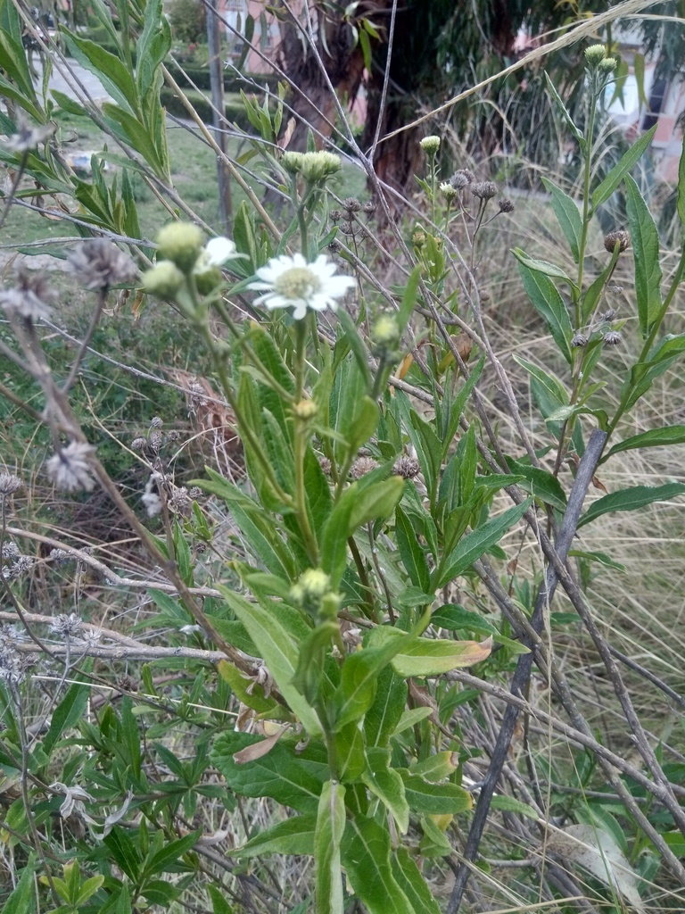 Verbesina boliviana