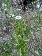 Verbesina boliviana