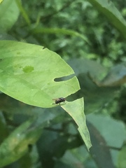 Diptera