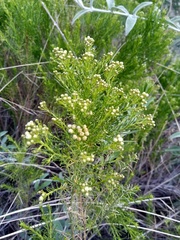 Baccharis boliviensis