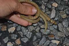 Pygopus nigriceps