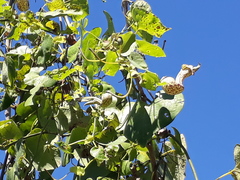 Aristolochia
