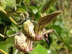 Aristolochia