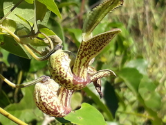 Aristolochia