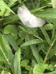 Lepidoptera