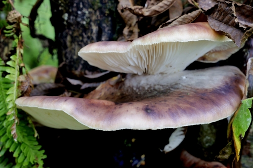 Omphalotus japonicus