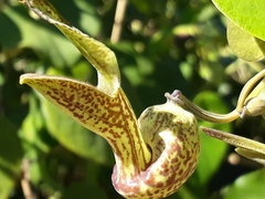 Aristolochia