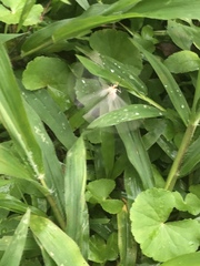 Lepidoptera