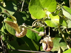 Aristolochia