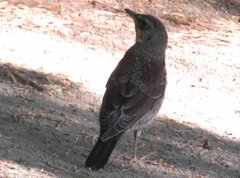 Turdus pilaris