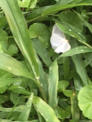 Lepidoptera