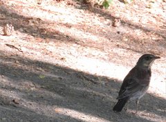 Turdus pilaris