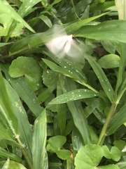 Lepidoptera