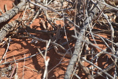 Ctenophorus maculatus