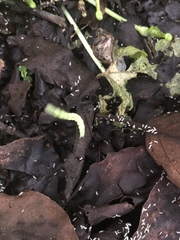 Lepidoptera