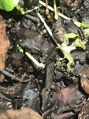 Lepidoptera