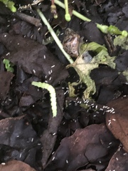 Lepidoptera