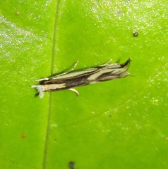 Erechthias chasmatias