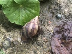 Lissachatina fulica