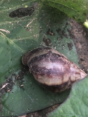 Lissachatina fulica