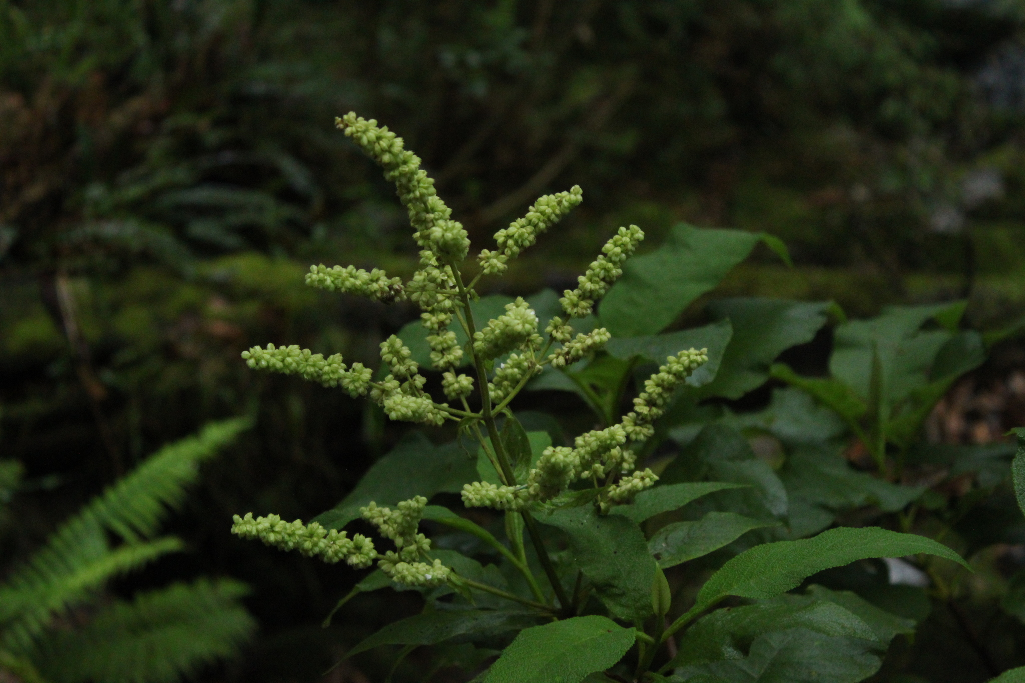 Lepechinia bullata