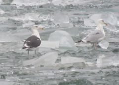 Larus argentatus × dominicanus