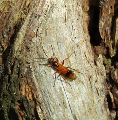 Sphictostethus calvus