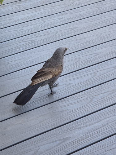 Apostlebird