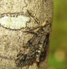 Pseudocoremia indistincta